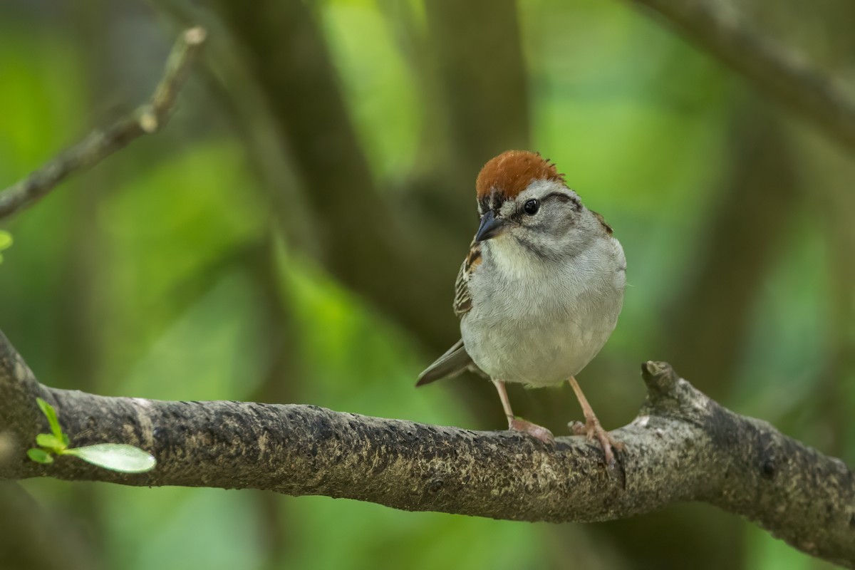 Chipping Sparrow - ML620085403