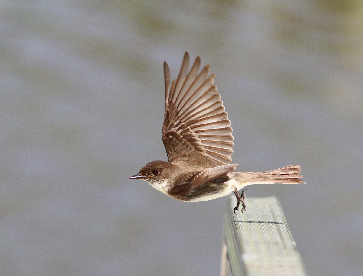 ツキヒメハエトリ - ML620085414