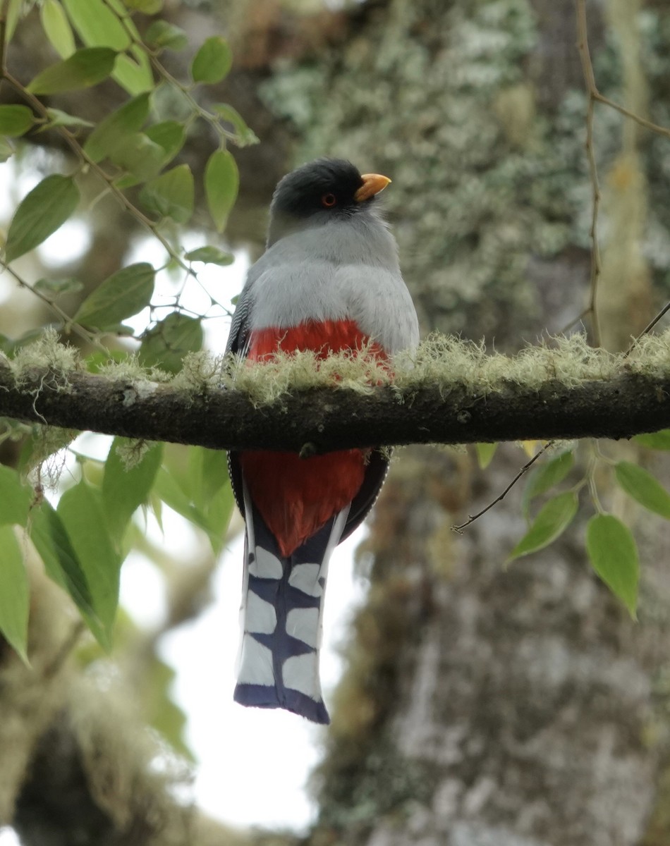 Trogon damoiseau - ML620085419