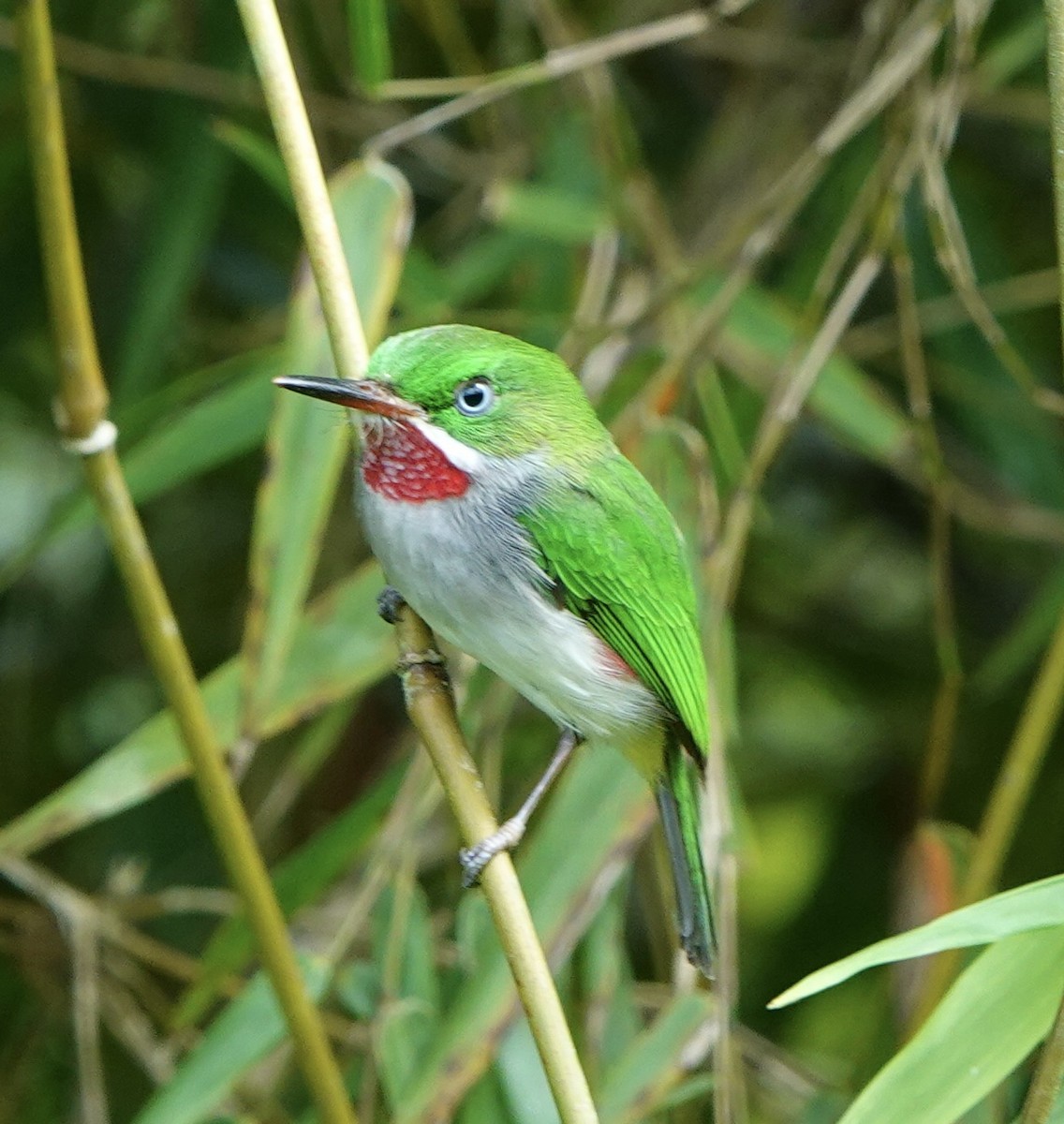 ハシボソコビトドリ - ML620085433