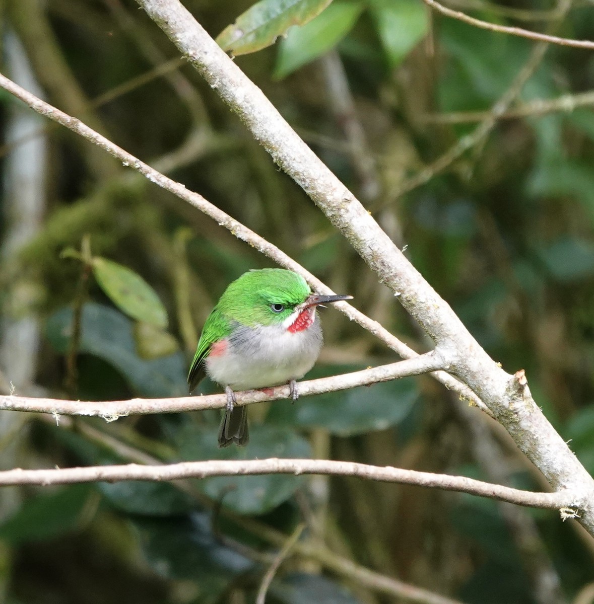 ハシボソコビトドリ - ML620085435