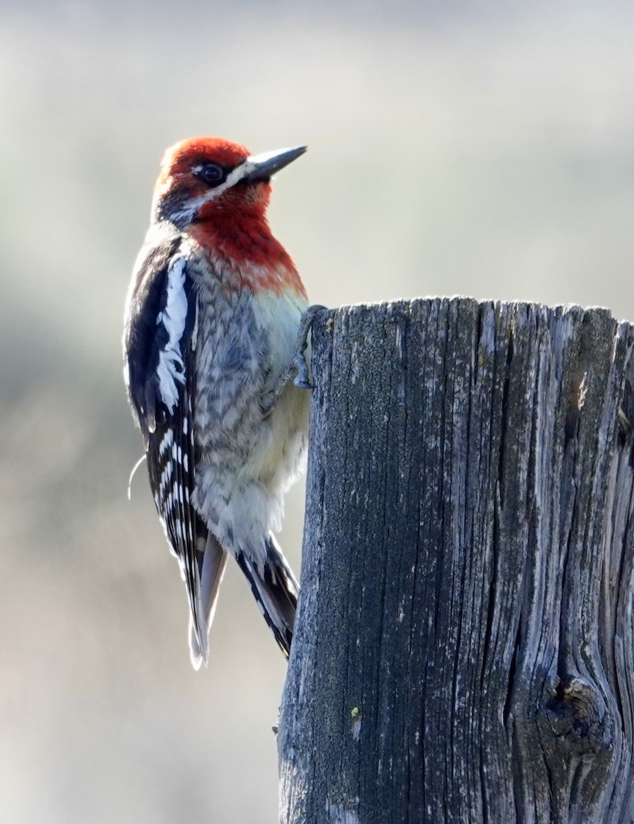 Red-breasted Sapsucker - ML620085453