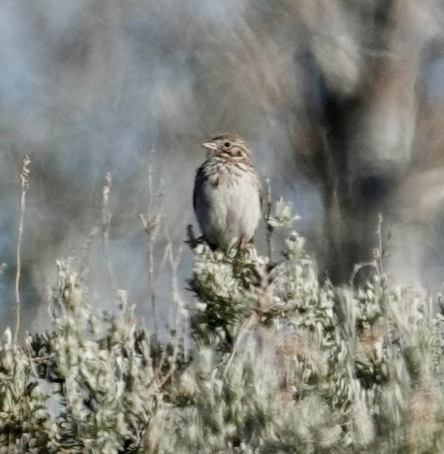 Vesper Sparrow - ML620085460