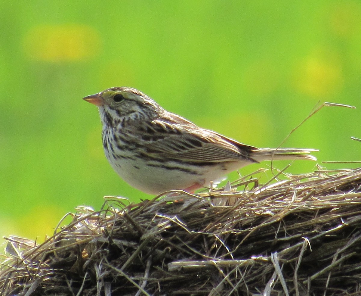 Savannah Sparrow - ML620085461
