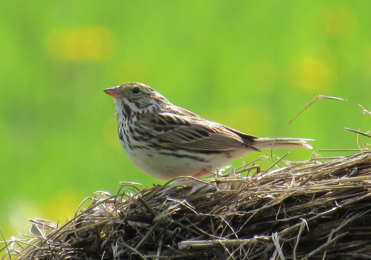 Savannah Sparrow - ML620085463