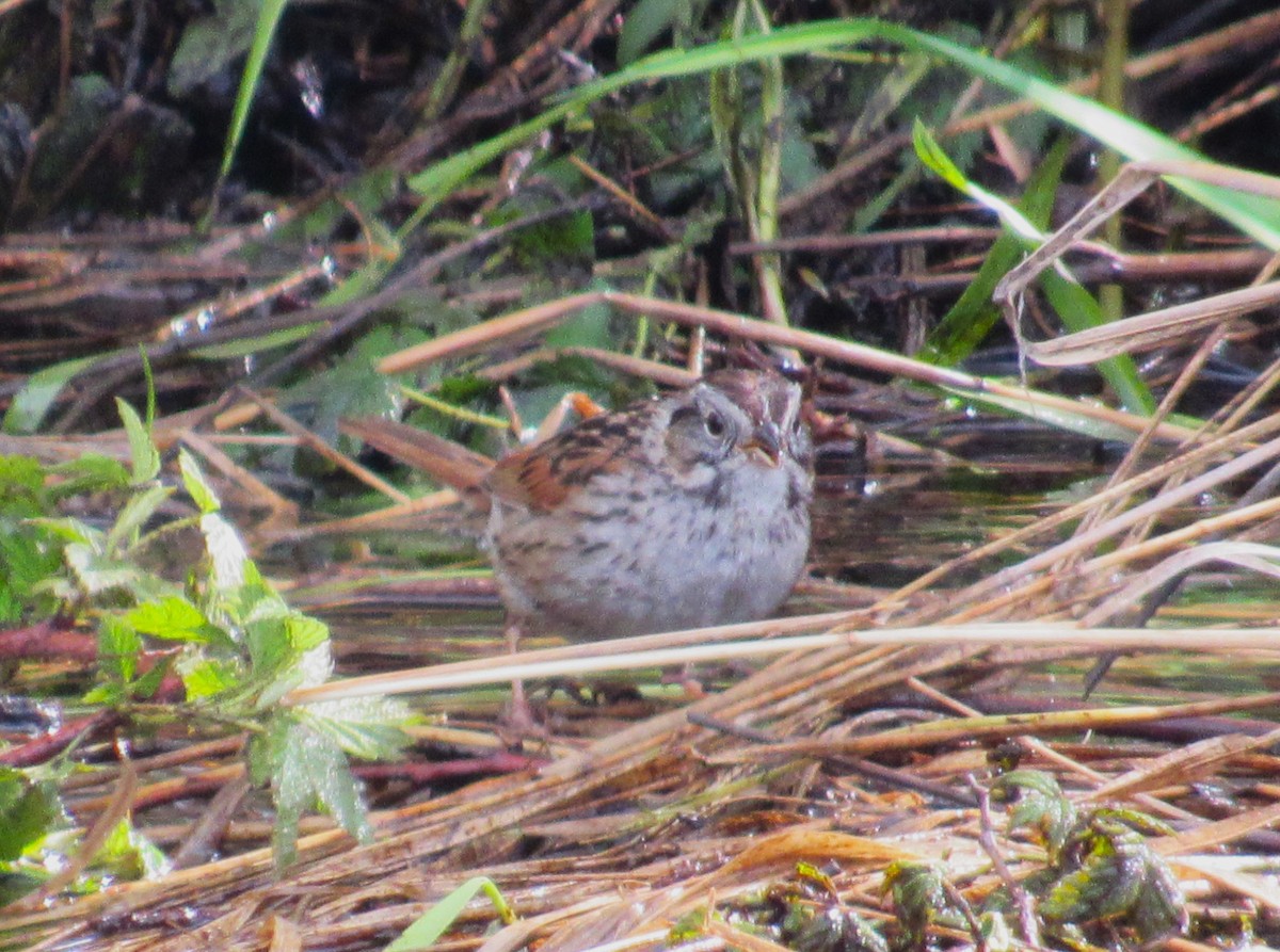 Swamp Sparrow - ML620085465