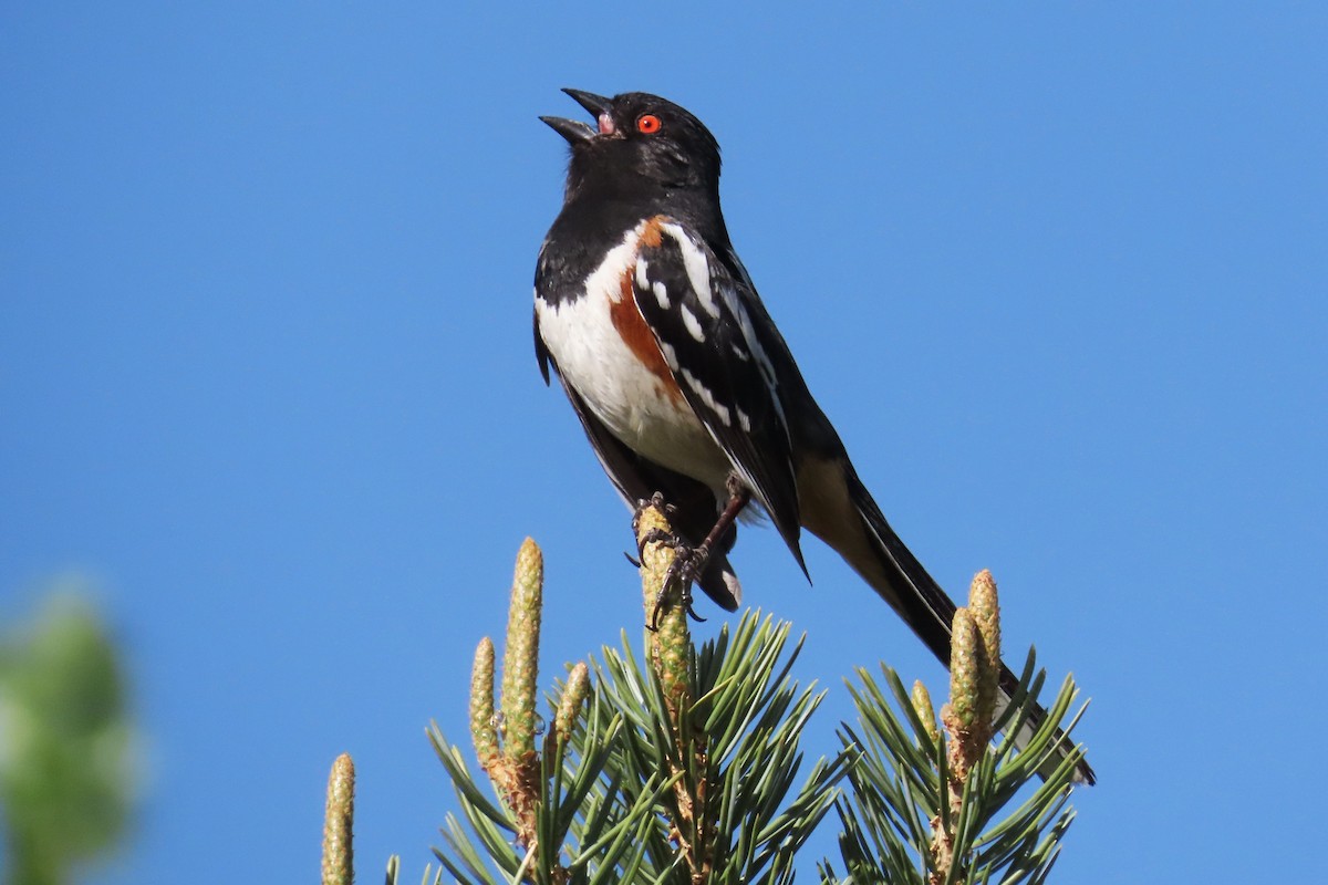 Spotted Towhee (maculatus Group) - ML620085473