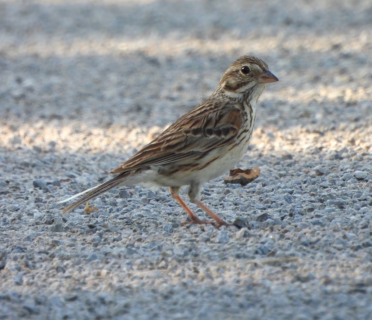 Vesper Sparrow - ML620085477