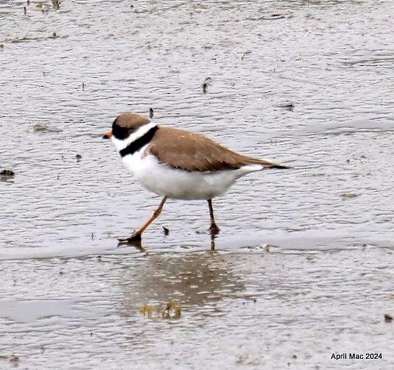 Semipalmated Plover - ML620085481
