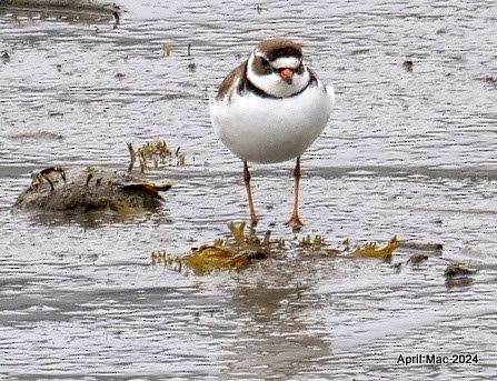 Semipalmated Plover - ML620085482