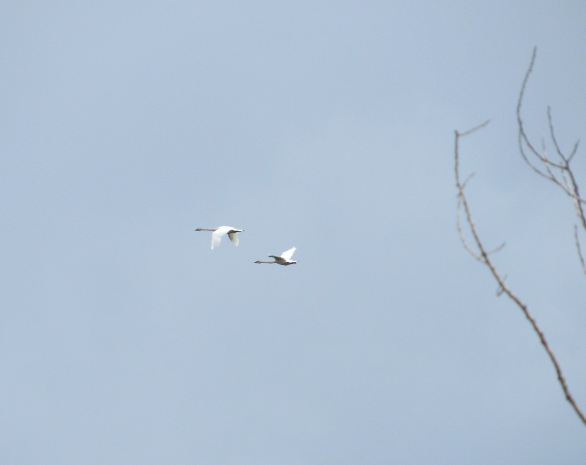 Trumpeter Swan - ML620085485