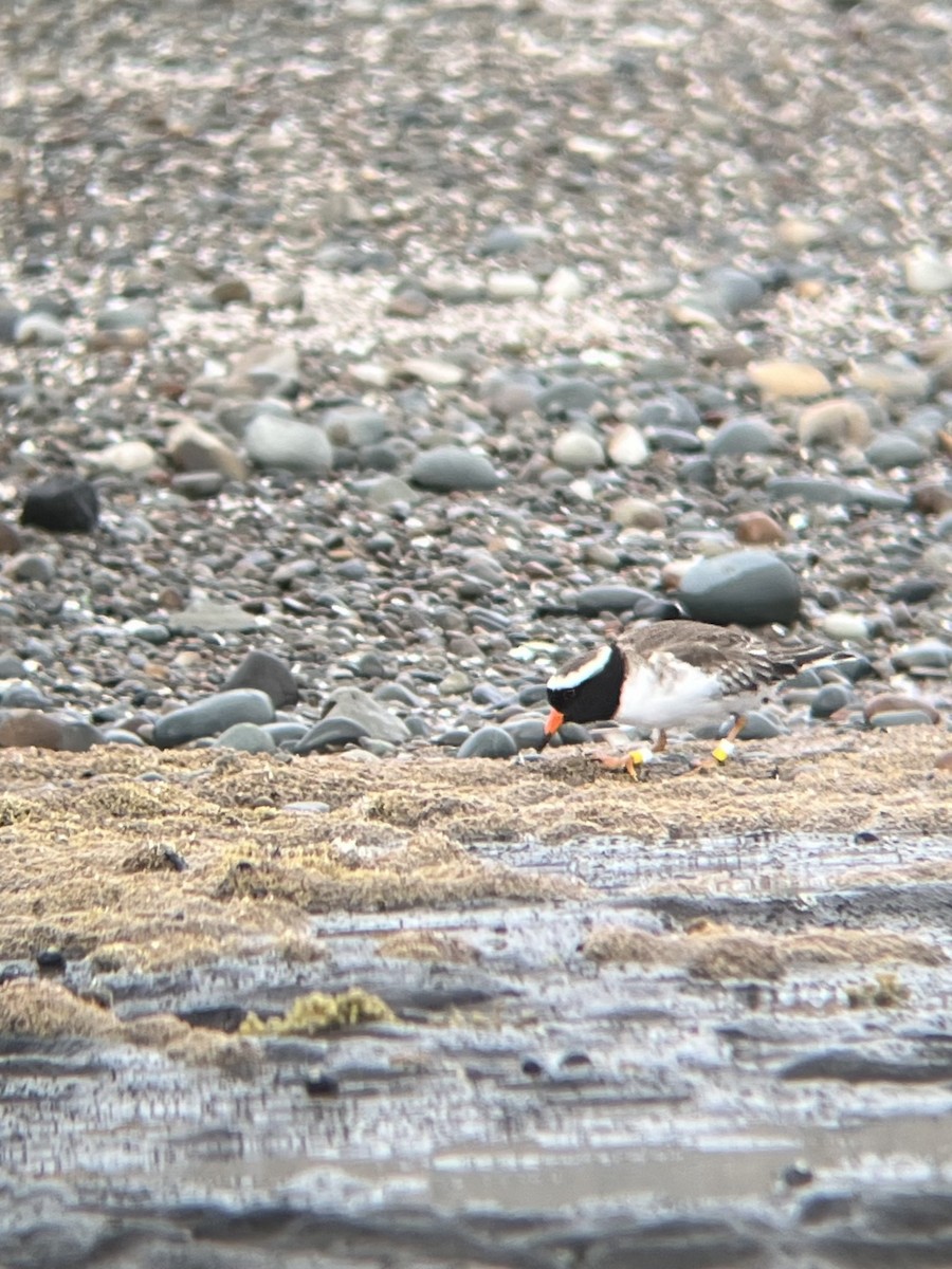 Shore Plover - ML620085486