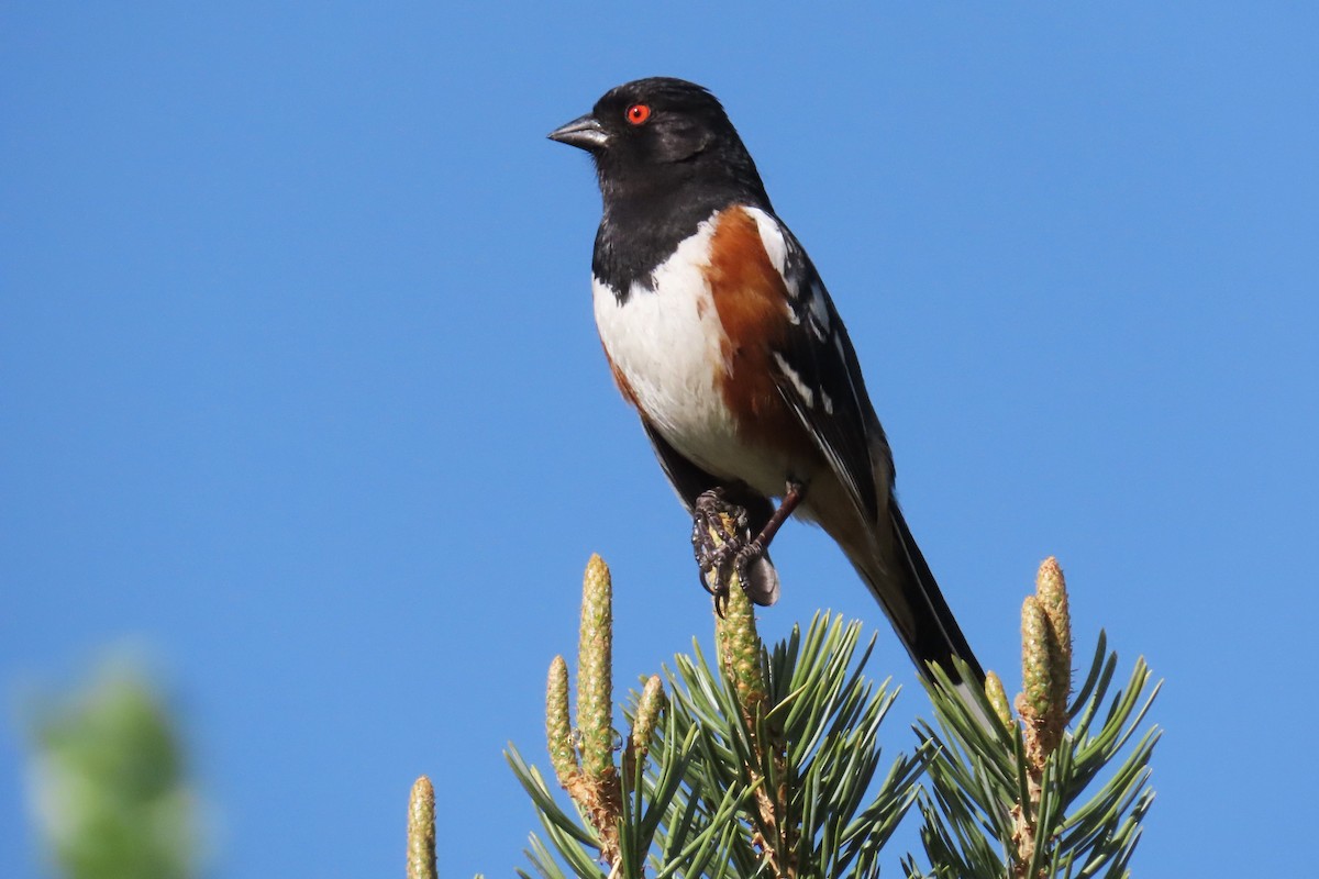 Spotted Towhee (maculatus Group) - ML620085490