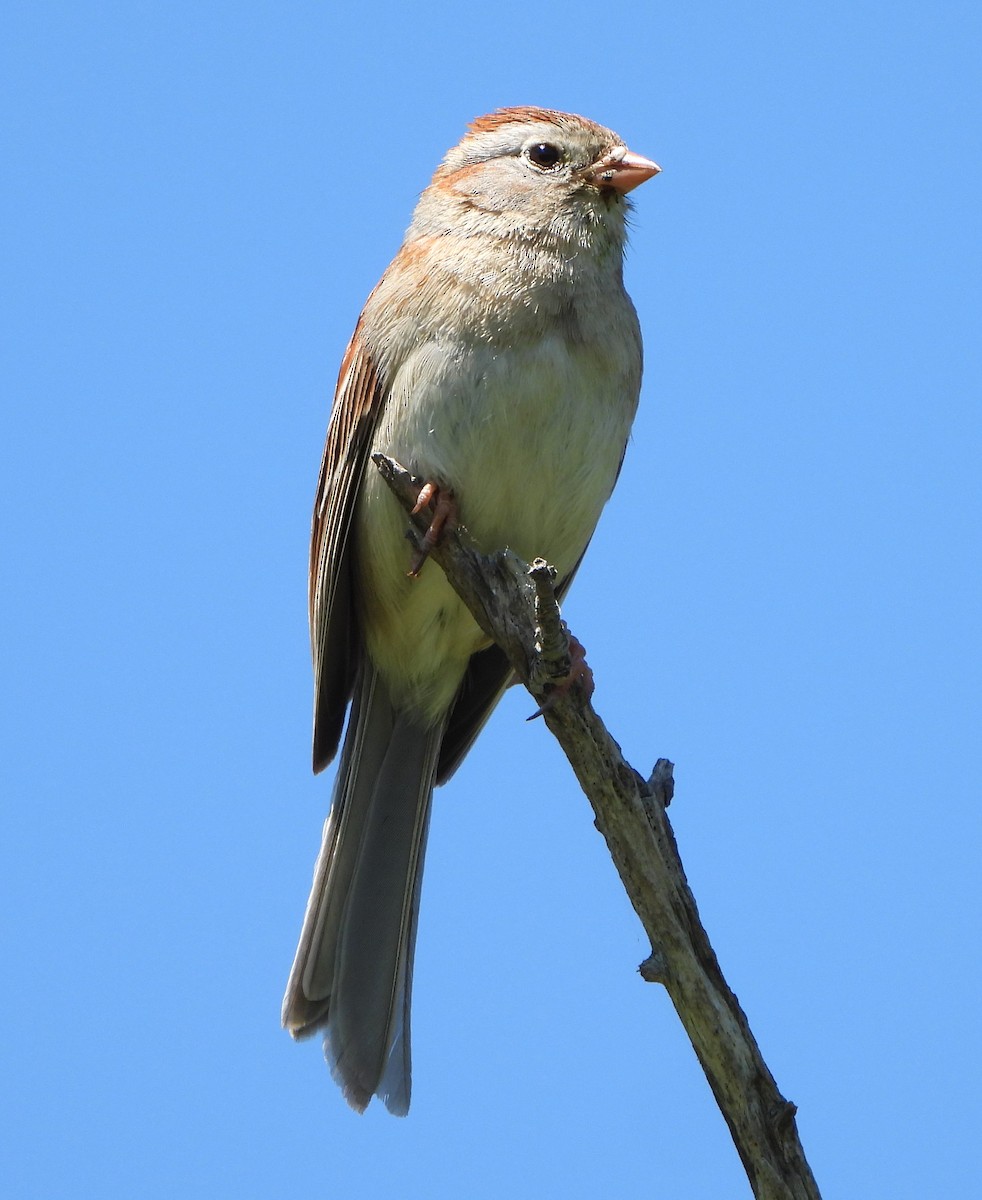 Field Sparrow - ML620085504