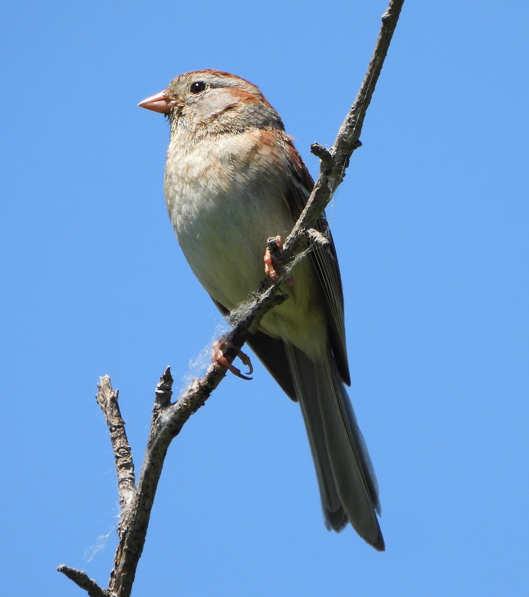 Field Sparrow - ML620085505