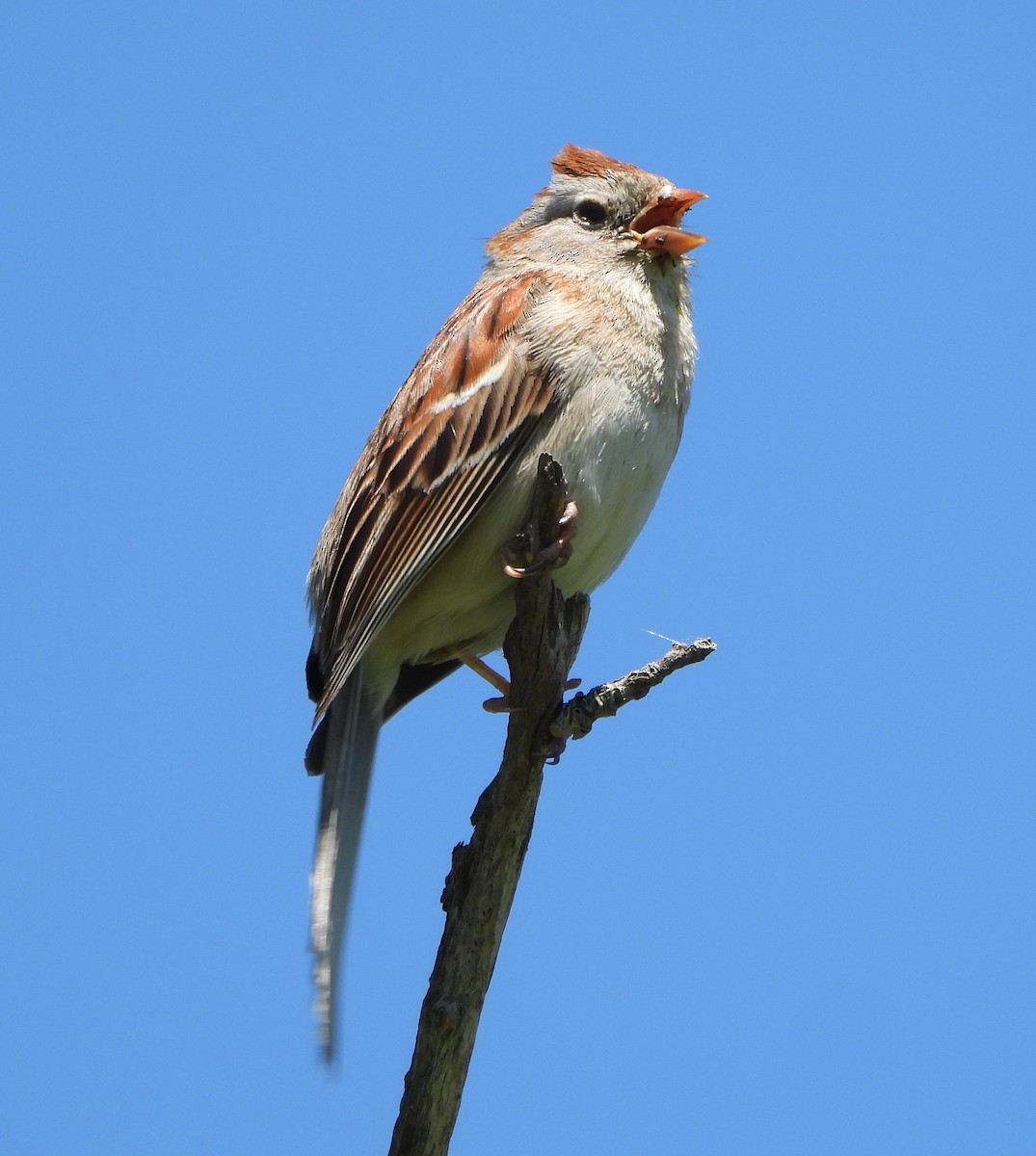 Field Sparrow - ML620085506