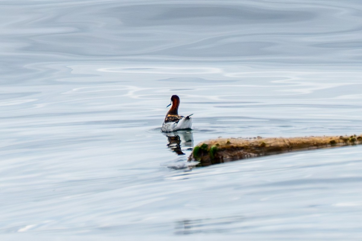 svømmesnipe - ML620085516