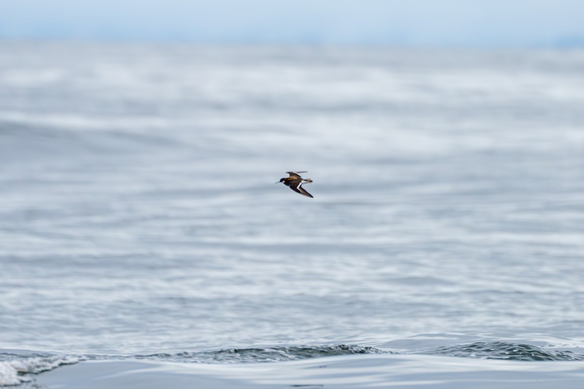 Phalarope à bec étroit - ML620085518