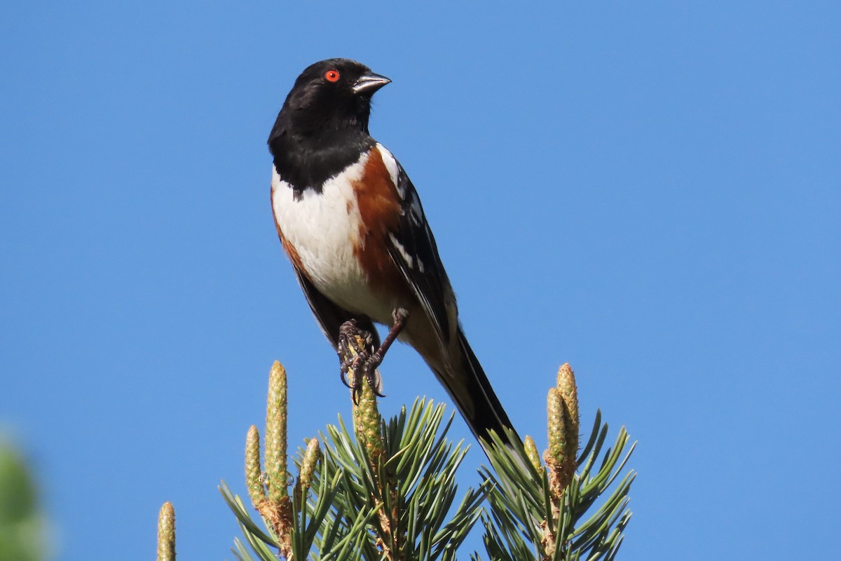 Spotted Towhee (maculatus Group) - ML620085525