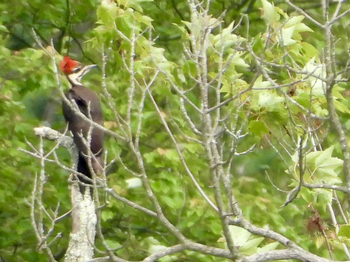 Pileated Woodpecker - ML620085565