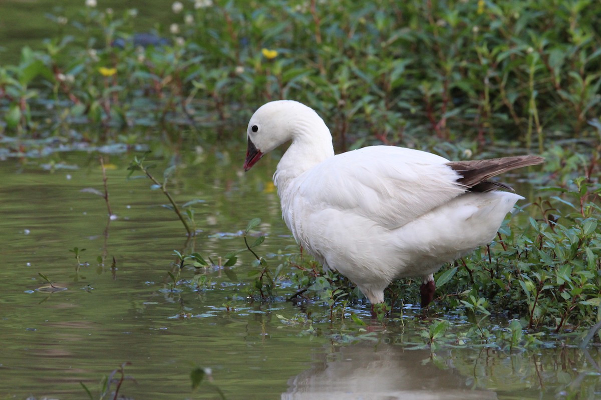 Ross's Goose - ML620085572