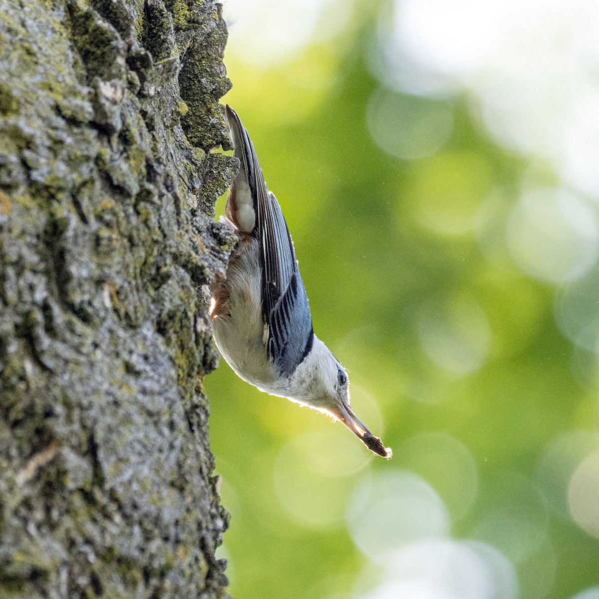 White-breasted Nuthatch - ML620085585