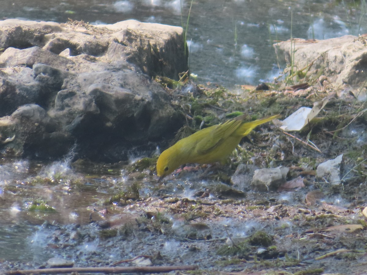 Yellow Warbler - ML620085592