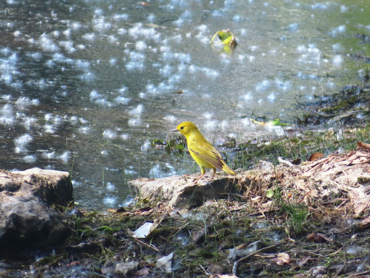 Yellow Warbler - ML620085593