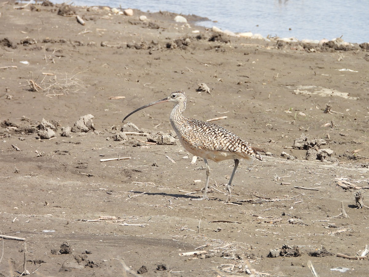 Long-billed Curlew - ML620085595