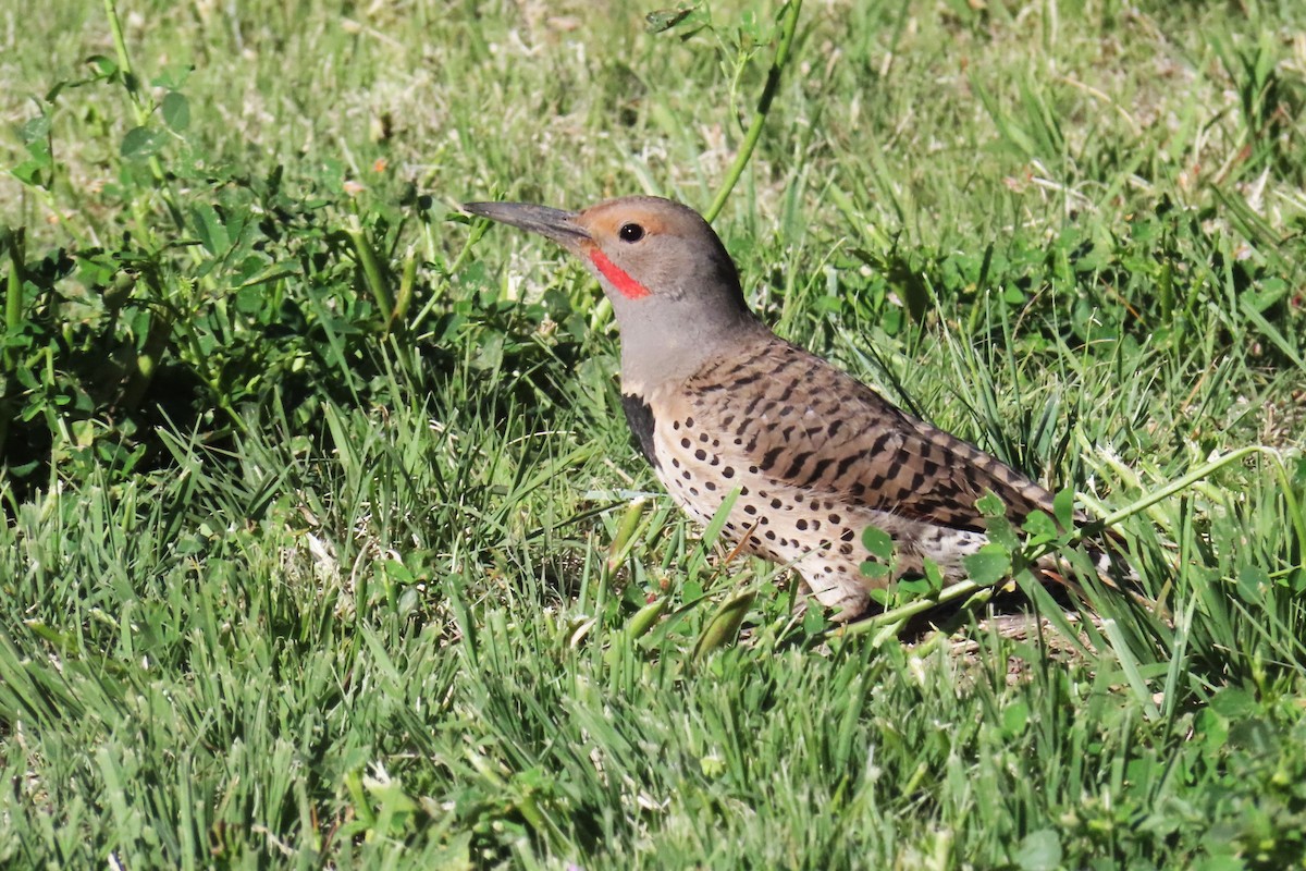 Northern Flicker (Red-shafted) - ML620085654