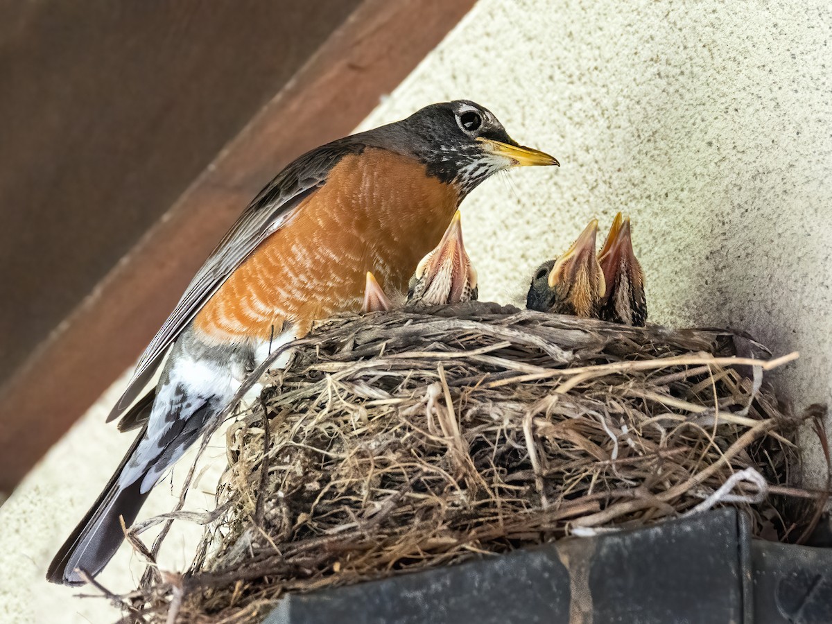 American Robin - ML620085657