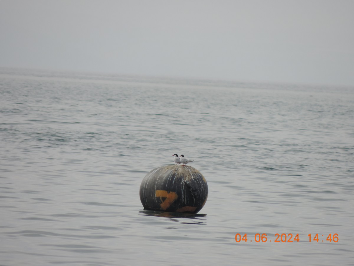 Falklandseeschwalbe - ML620085677