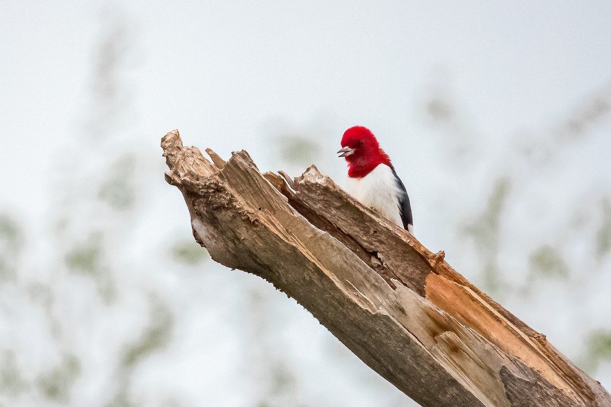 Red-headed Woodpecker - ML620085678