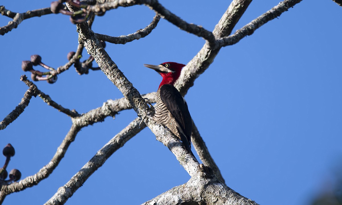 Robust Woodpecker - ML620085694