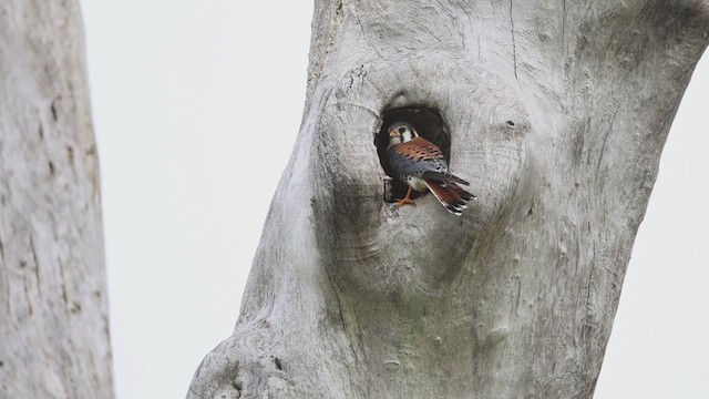 American Kestrel - ML620085705