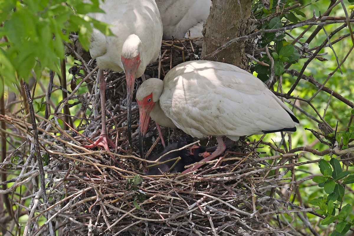 ibis bílý - ML620085715