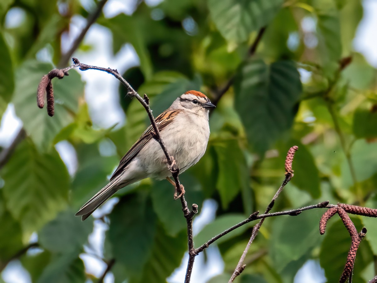 Chipping Sparrow - ML620085729