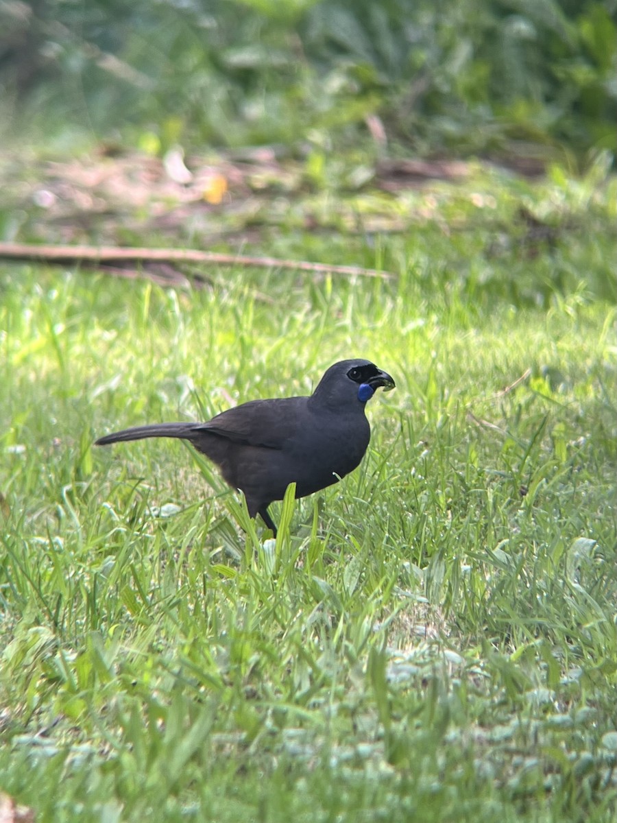 Graulappenvogel - ML620085730