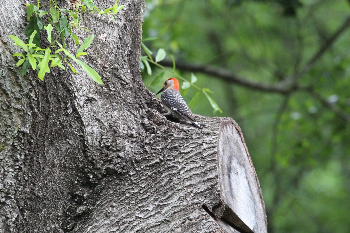 Red-bellied Woodpecker - ML620085754