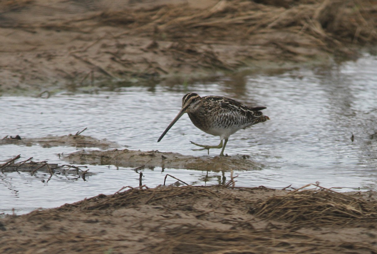 bekasina severoamerická - ML620085773