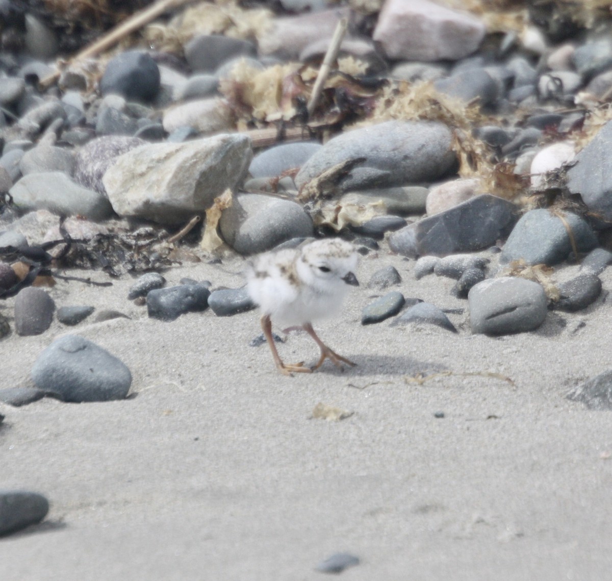 Piping Plover - ML620085782