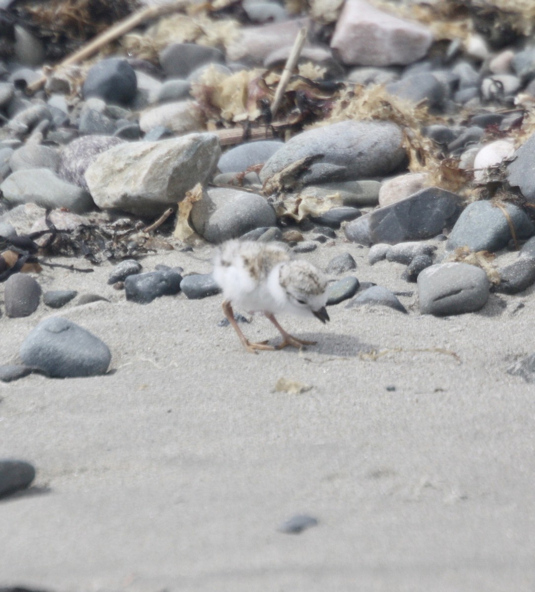 Piping Plover - ML620085784