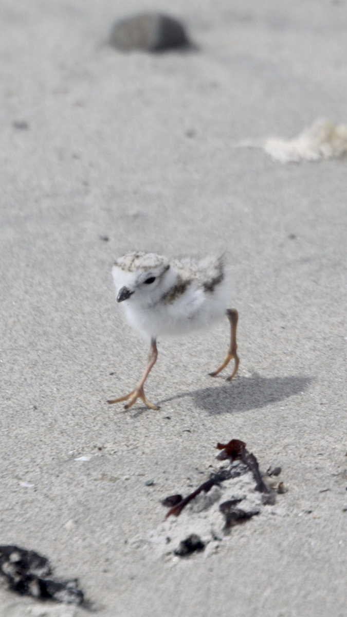 Piping Plover - ML620085786