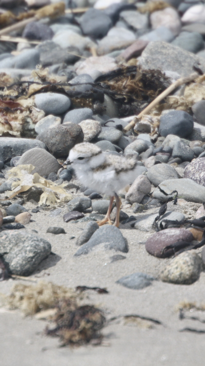 Piping Plover - ML620085787