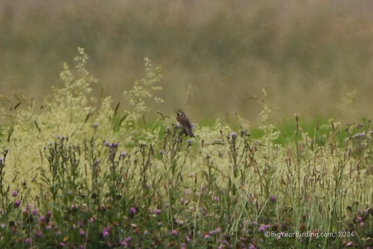 Dickcissel d'Amérique - ML620085801