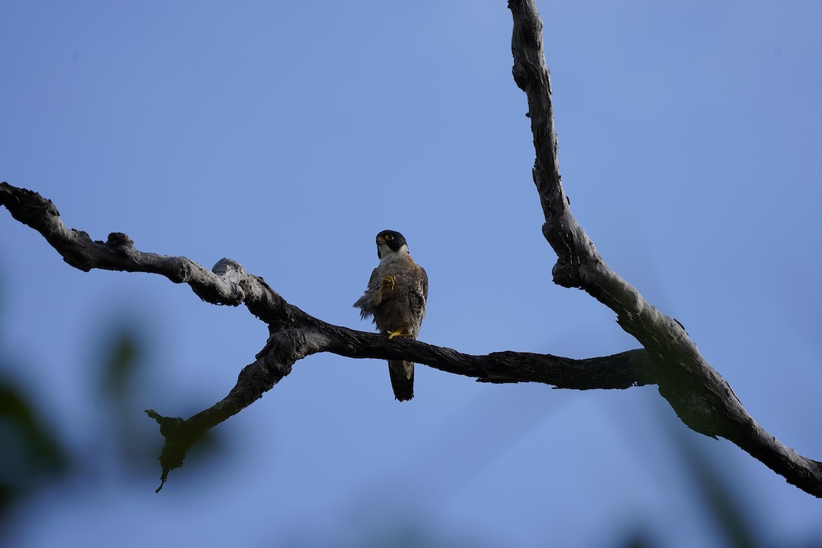 Peregrine Falcon (Australian) - ML620085825