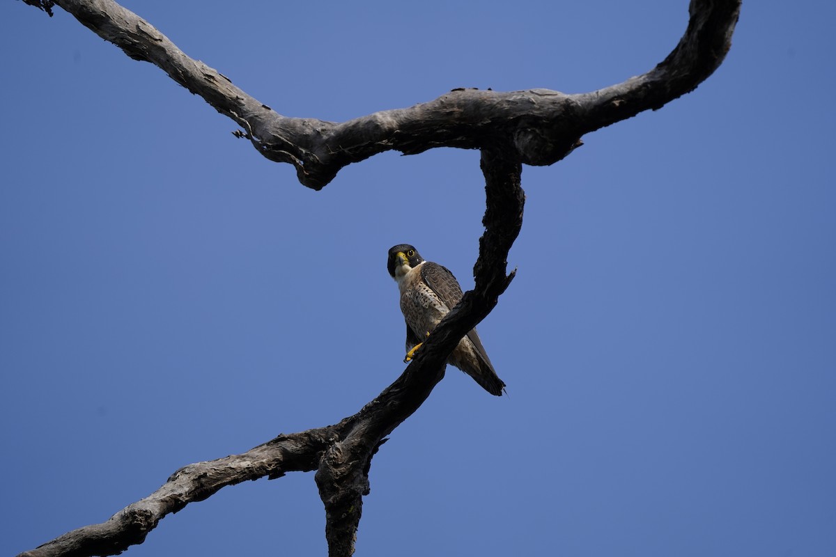 Peregrine Falcon (Australian) - ML620085826