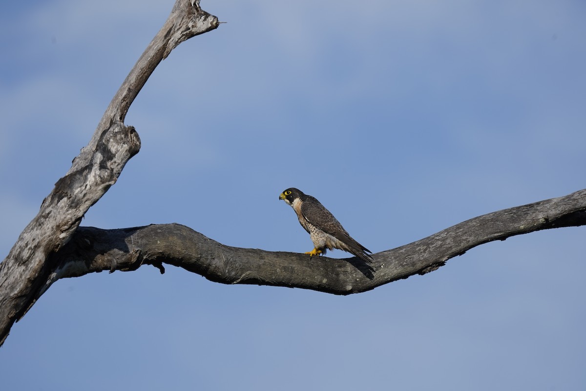 Peregrine Falcon (Australian) - ML620085827