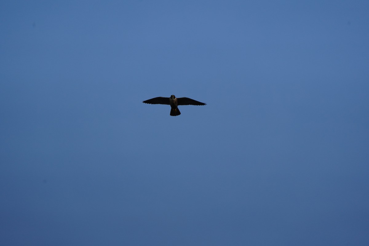 Peregrine Falcon (Australian) - ML620085829