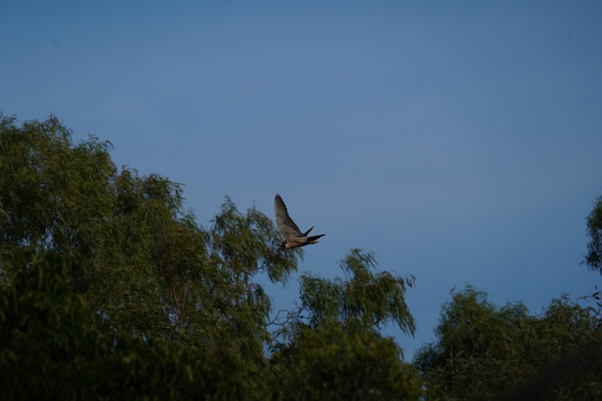 Peregrine Falcon (Australian) - ML620085830